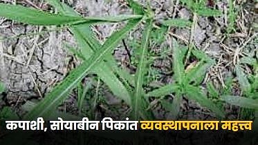 Sugarcane Farming