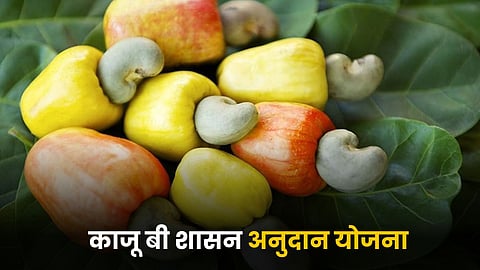 Kaju Seed Subsidy 