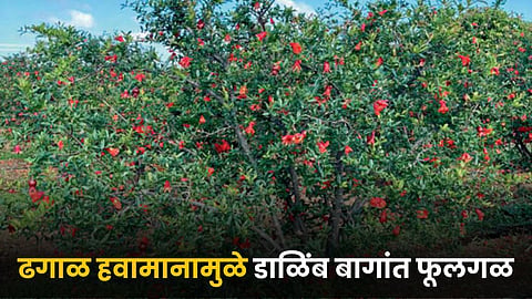 Pomegranate Orchard