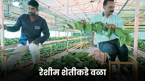 Sericulture Farming