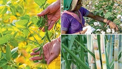 Kharif Crops