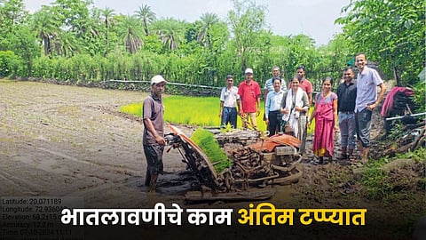 Paddy Farming