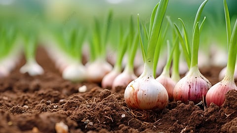 Onion