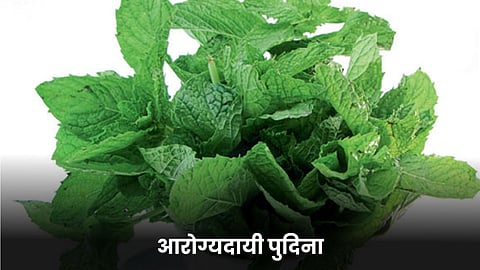 Healthy Pudina