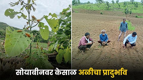 Soybean Farming
