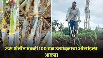 Sugarcane Farming