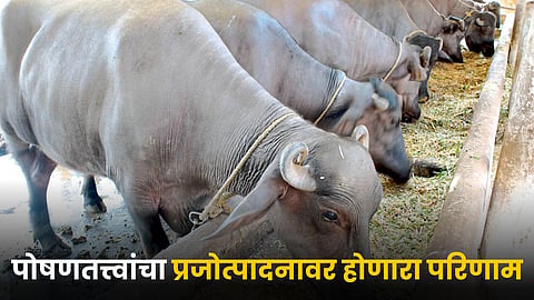 Animal Husbandry