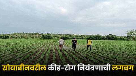 Soybean Farming