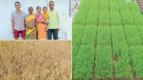 Paddy Farming