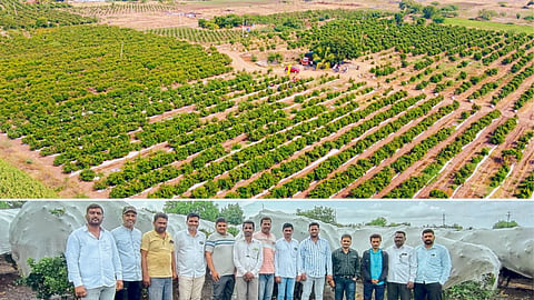 Pomegranate Farming
