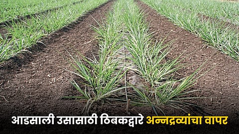 Sugarcane Farming