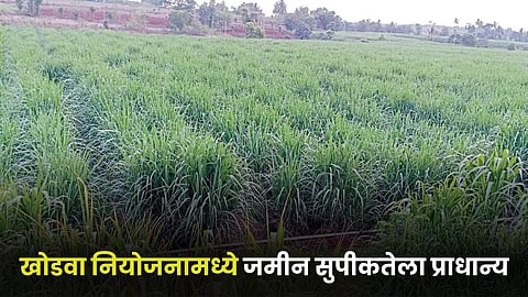 Sugarcane Farming
