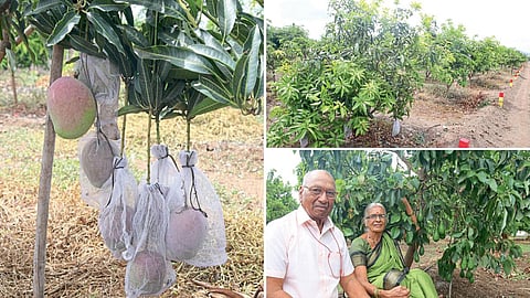 Mango Production