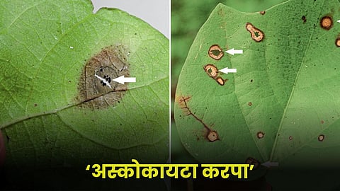 Ascochyta Karpa