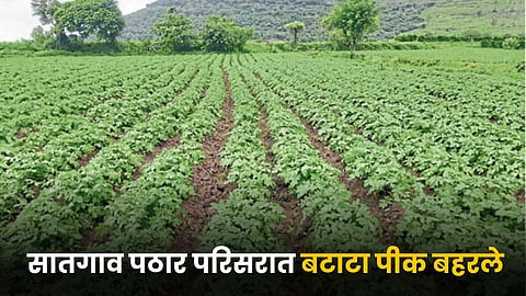 Potato Farming
