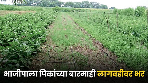 Vegetable Farming