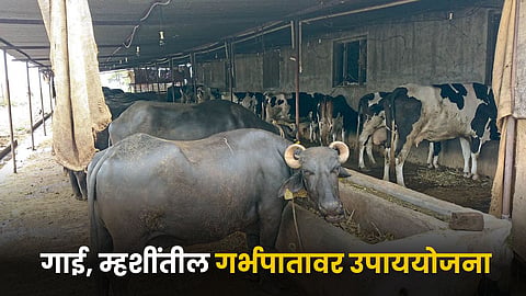 Animal Husbandry