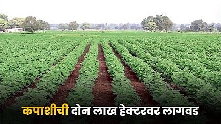 Cotton Farming