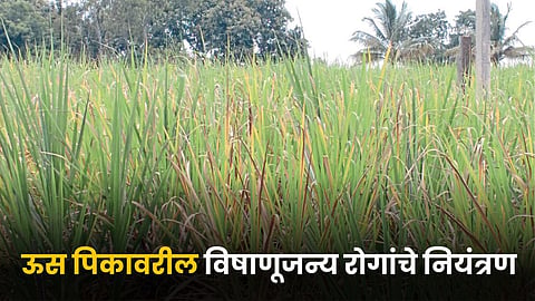 Sugarcane Crop Disease
