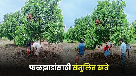 Fruit Crop Fertilizers 