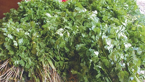 Coriander