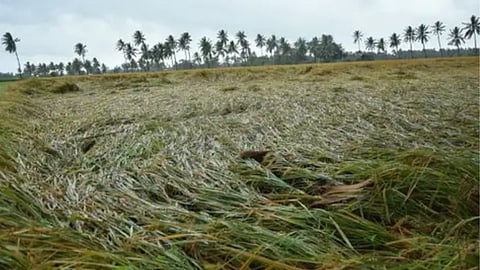Kolhapur Ajara Crop Loss