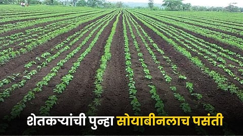 Soybean Farming