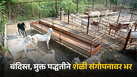 Goat Farming