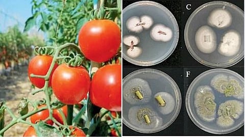 Agriculture
