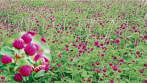 Floriculture 