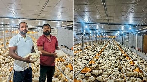 Poultry Business