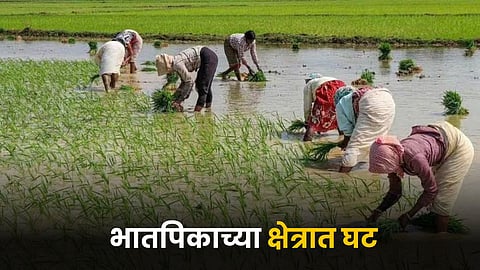 Paddy Farming
