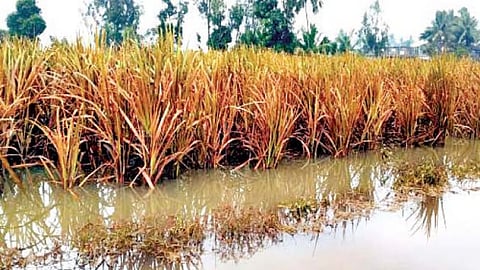 Crops Flood Waters