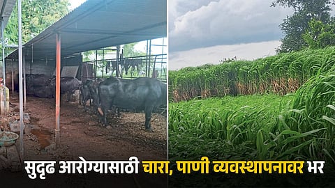 Animal Husbandry
