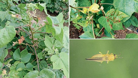 Cotton Disease