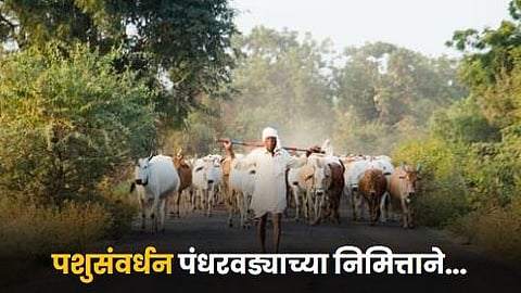 Animal Husbandry