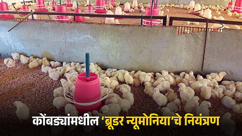 Poultry Management