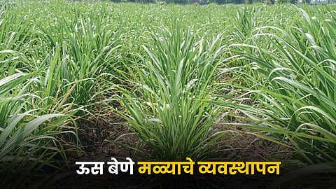 Sugarcane Farming