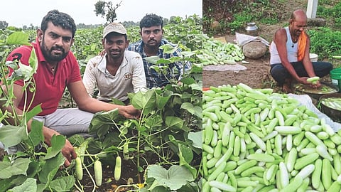 Cucumber Farming 
