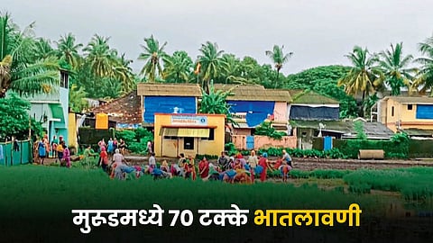 Paddy Plantation 