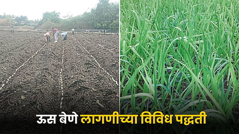 Sugarcane Farming