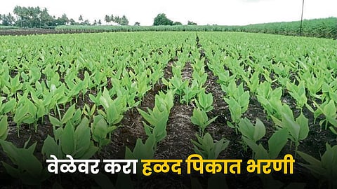 Turmeric Farming