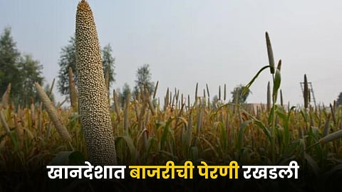 Bajari Crop
