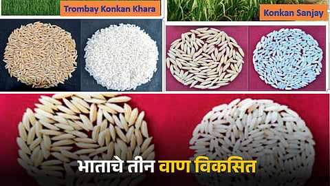 Paddy Variety