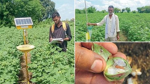 Cotton Disease