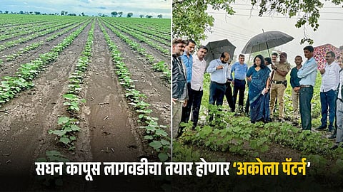 Cotton Cultivation