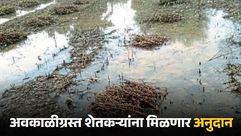 Crop Damage