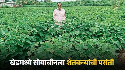 Soybean Farming