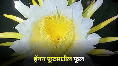 Dragon Fruit Flower
