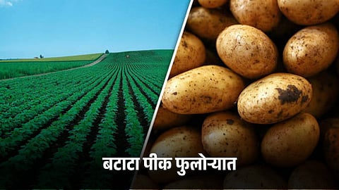 Potato Crop